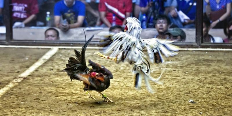 gemwin qq88 bắn cá