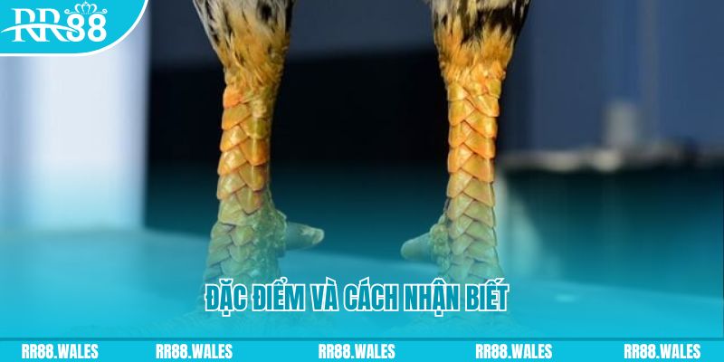 gemwin trực tiếp đá gà campuchia